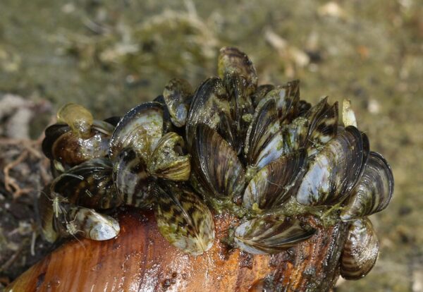 Zebra mussel Dreissena polymorpha Holger Krisp