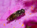 Heringia adpropinquans