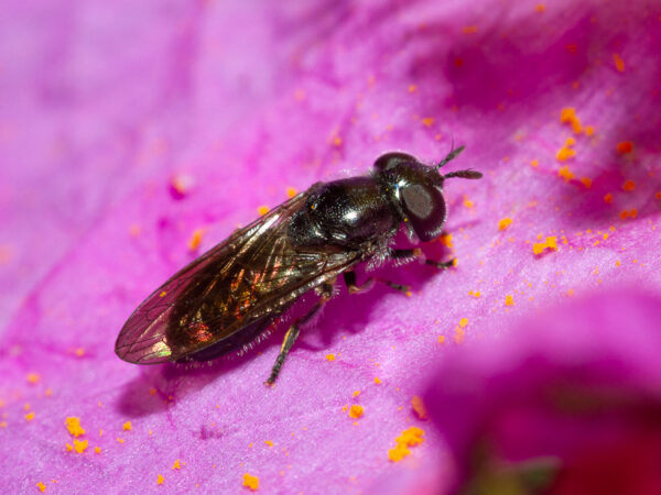 European Fund for Youth Action on Pollinators 1 Heringia adpropinquans