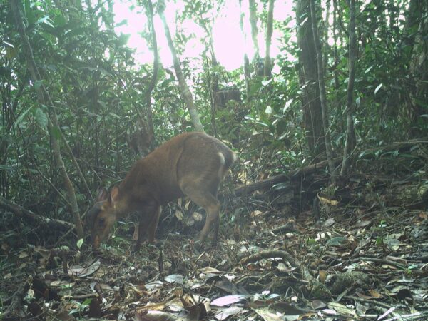 Conserving the Large-antlered Muntjac in the Southern Annamites, Vietnam 2 Large-antlered muntjac in a forest in Viet Nam.