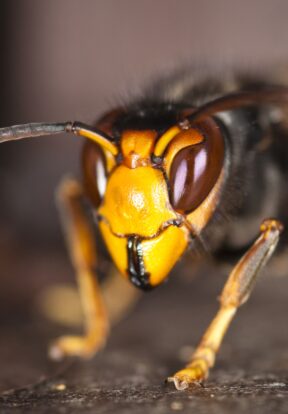Close-up of an Asian hornet.