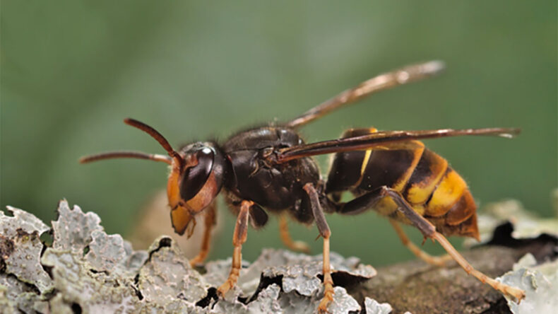 Funding rapid action to combat invasive alien species in Europe 1 Vespa velutina nigrithorax (yellow-legged hornet)