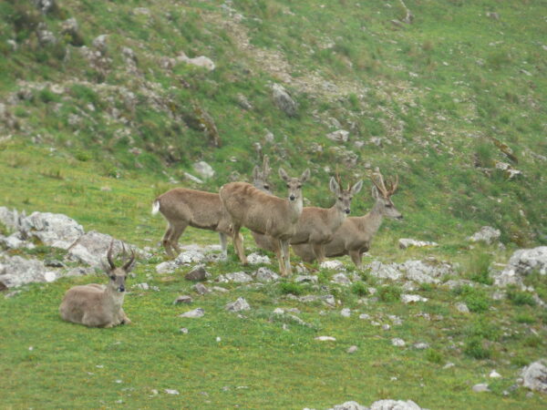 Conservation of Tarucas through community involvement in Salta and Jujuy, Argentina 2 Andean deer
