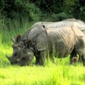 One-horned rhino in Nepal