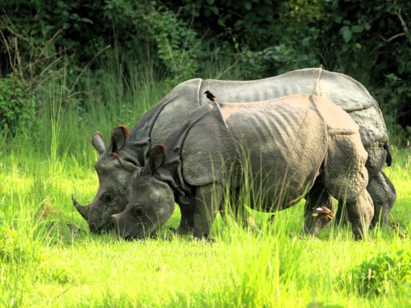 Habitat restoration and community livelihood for rhino conservation in Chitwan, Nepal 2 One-horned rhino in Nepal