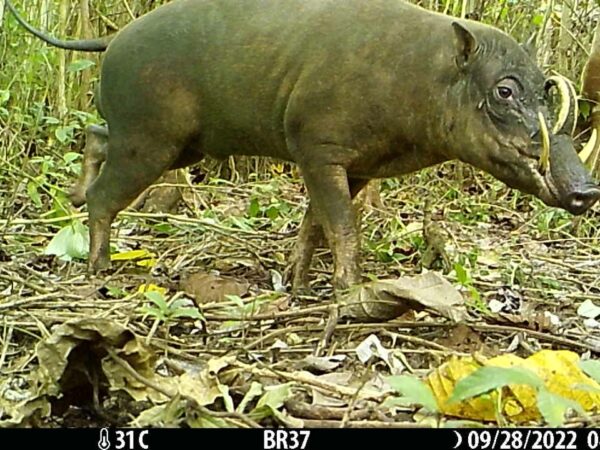 A male Togean babirusa recorded by a camera trap in 2022.