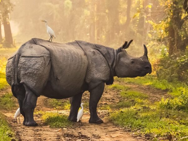 Strengthening Rhino Conservation through Community Stewardship in Pobitora, India 2 A rhino in an Indian forest
