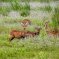 Hog deer (Axis porcinus) in a field in India.