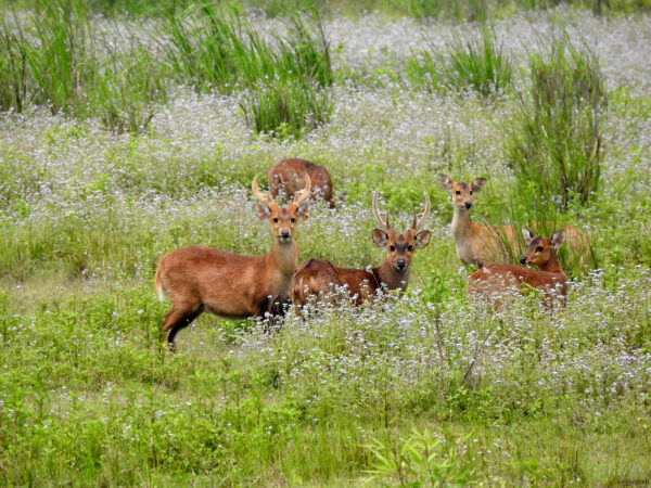 Assessing habitat and corridors for threatened ungulates in Northeast India 2 Hog deer (Axis porcinus) in a field in India.
