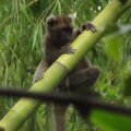 Greater Bamboo Lemur in Andriantantely Madagascar
