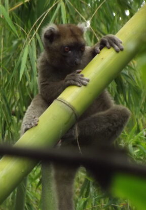 Greater Bamboo Lemur in Andriantantely Madagascar