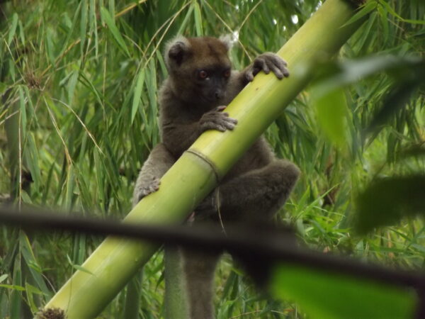Securing the Future of Lemurs and Forests: Strengthening Long-Term Conservation in Andriantantely 2 Greater Bamboo Lemur in Andriantantely Madagascar