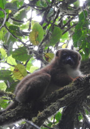 Lemur Eulemur-rubriventer Mahimborondro Madagascar