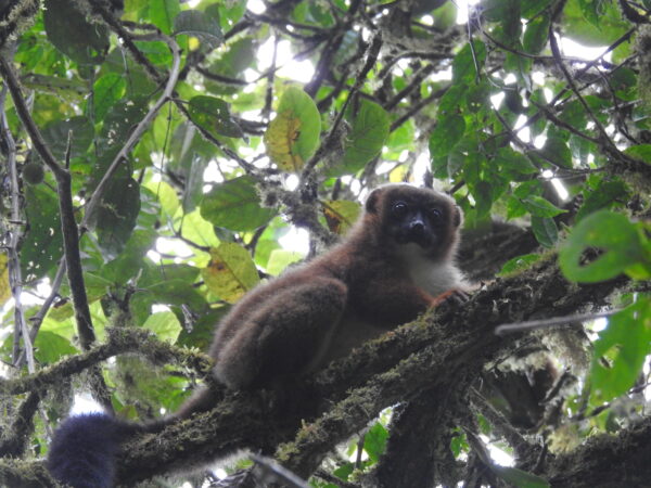 Empower Local Communities to Protect Lemurs in the Bemanevika and Mahimborondro Protected Areas 2 Lemur Eulemur-rubriventer Mahimborondro Madagascar