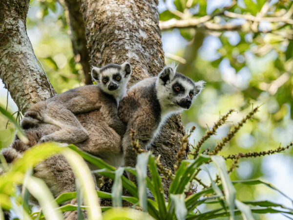 Expanded Restoration and Alternative Livelihood Development of Madagascar's Lost Forest of Ivohiboro 2 Lemur Madagascar