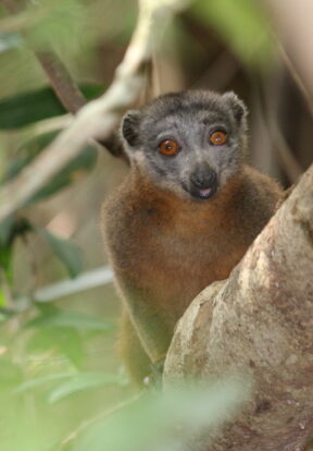 Gray headed brown lemur Efatsy Manombo Madagascar