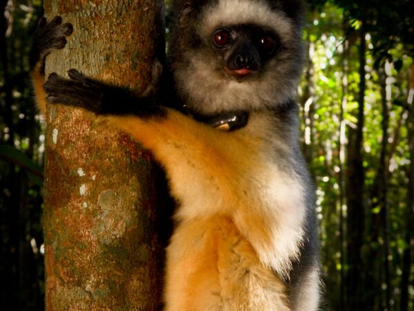 Betampona Reserve: Empowering Communities to Reduce Wild Meat and Wood Harvest Through Sustainable Livelihoods 2 Diadema sifaka Madagascar