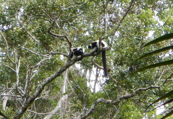 black and white ruffed lemur Madagascar