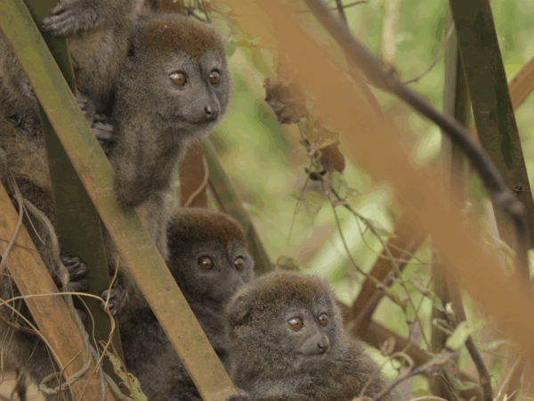 Enabling Community-Based Protection and Governance for the Aloatran Gentle Lemur and Wetland Resilience 2 Alaotran gentle lemur Madagascar
