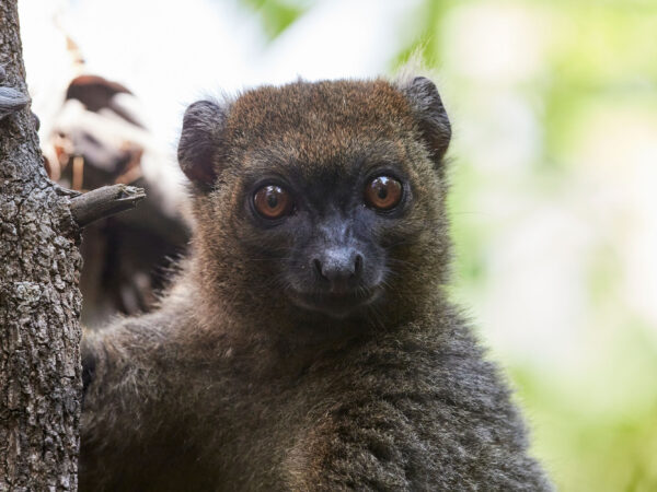 Ensuring the Long-Term Protection of the Largest Wild Population of Greater Bamboo Lemurs 2 hapalemur Madagascar