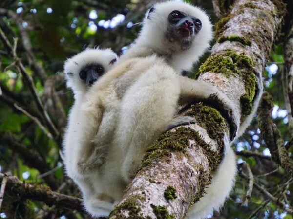 Voices of the Forest: Community Conservation of Lemurs in Makira 2 Propithecus candidus PNat Makira