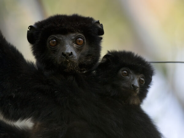 Protecting Lemurs through Sustainable Livelihoods and Habitat Restoration in Northern Madagascar 2 Perrieri Madagascar