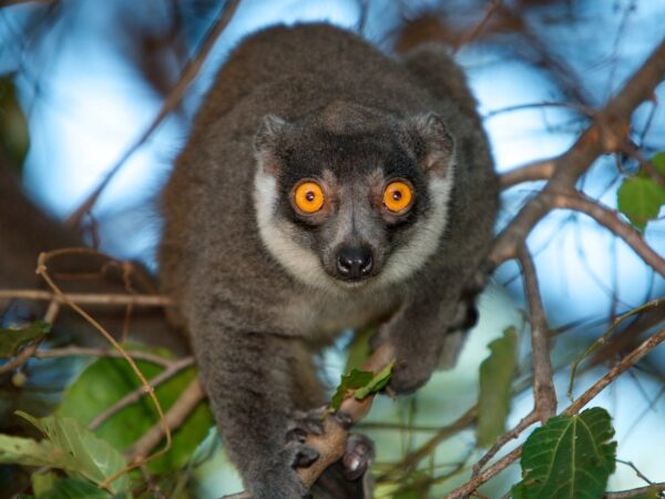 Ankarafantsika National Park: Saving Endangered Lemurs Through Community-Based Forest Restoration and Fire Management 2 Mongoose Lemur Ankarafantsika Madagascar-