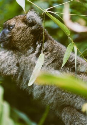 Grand hapalemur Madagascar