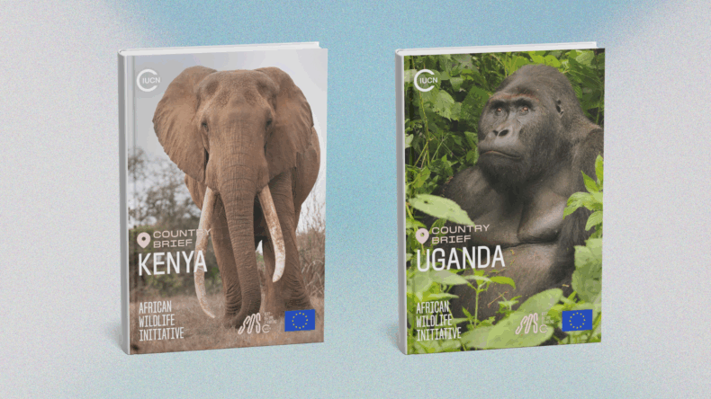 New IUCN African Wildlife Initiative country briefs highlight conservation progress across East Africa 1 Untitled design 4