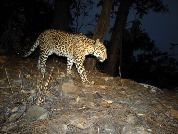 Expanding the Wild Cat Frontier: Restoring Tigers, Leopards, and Clouded Leopards in Western Thailand 2 Leopard Panthera Thailand