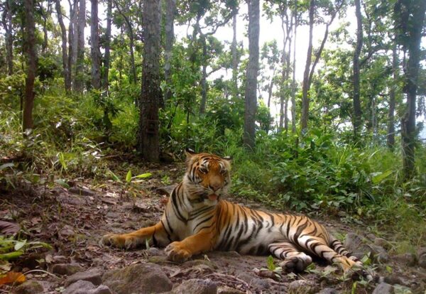 Panthera Thailand tiger