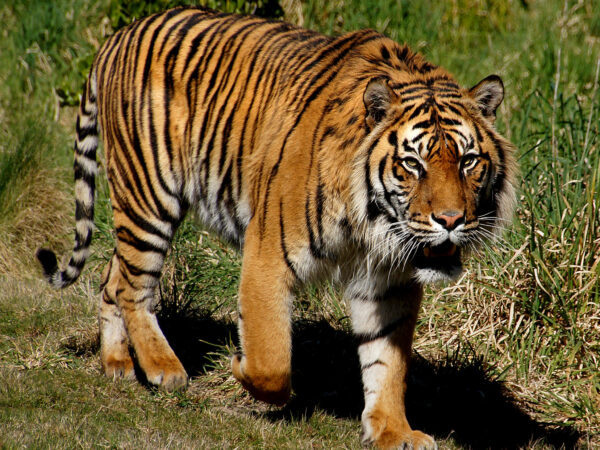 Safeguarding Sumatran Tigers in Indonesia: Collaborative Conservation in Berbak Sembilang 2 Sumatran tiger