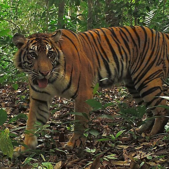 Tiger Community Integrated Tiger Habitat Conservation Programme - IUCN SOS