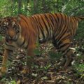 4501 WCS Tiger BBS North Indonesia ©BBSNP WCSIP 1