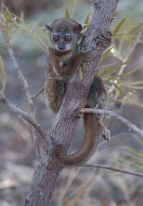 2025A 149 CF L.septentrionalis Andavakoera MADAGASCAR Photo by Dr Ed Louis