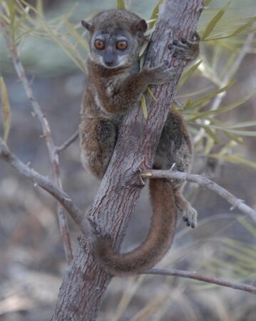 2025A 149 CF L.septentrionalis Andavakoera MADAGASCAR Photo by Dr Ed Louis