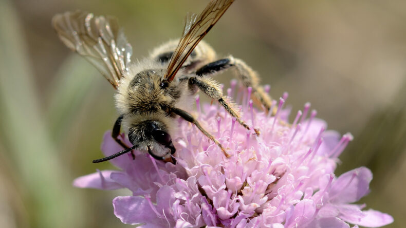 Dasypoda argentata male by David GENOUD CC BY NC SA 2.0