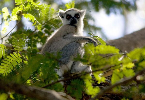 Lemur catta WWF MHF