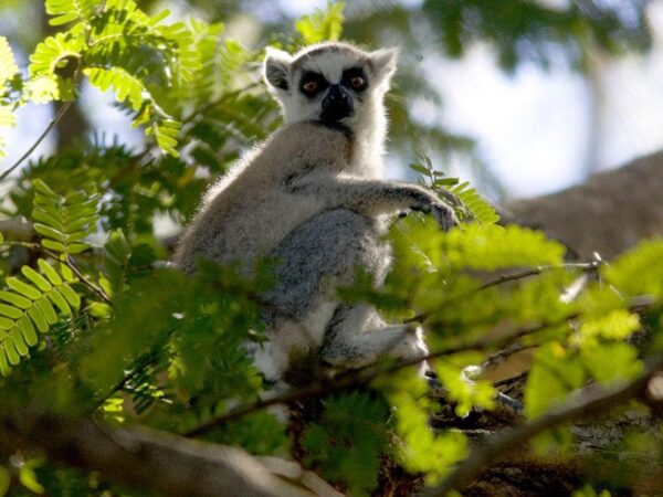 Lemur catta WWF MHF