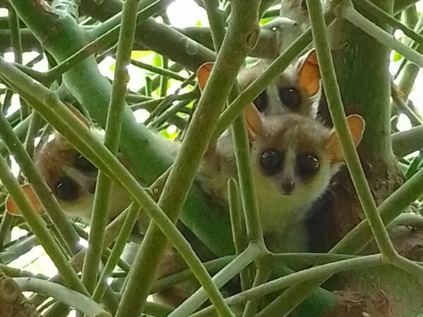 Lemurien souris gris brun microcebus griseorufus