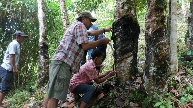 Rubber harvesting demonstation