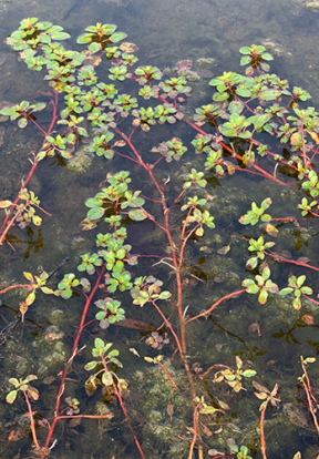 creeping water primrose