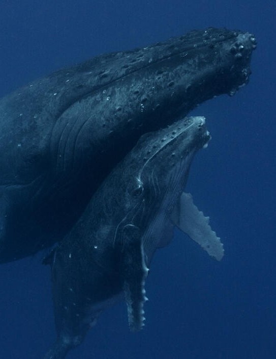 wellersubmission3 25 11 06 1