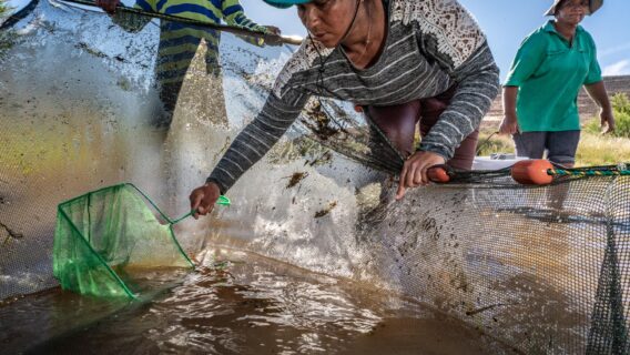 2021B 067 Heuningvlei community members undertaking a sandfish rescue2 Jeremy Shelton 2