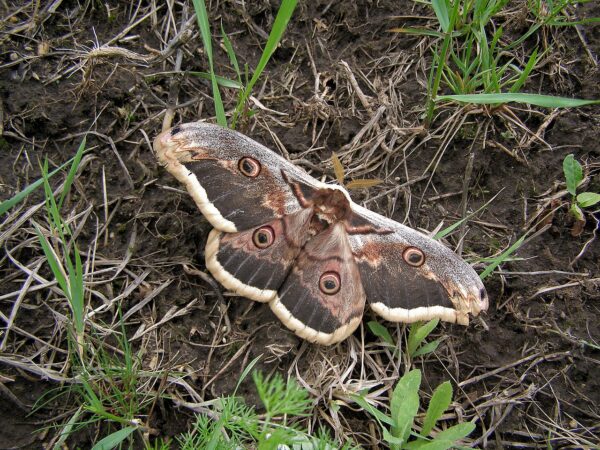 1280px Martinac hrusnovy Saturnia pyri