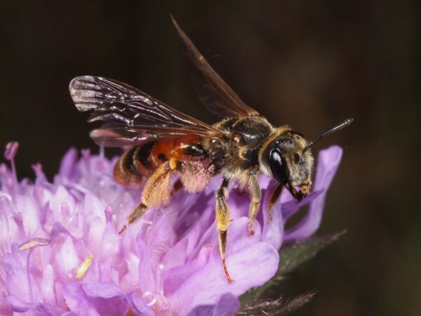 7565 Andrena hattorfiana Pollinator Academy © Bernhard Jacobi CreativeCommons. Attribution 4.0 International CC BY 4.0