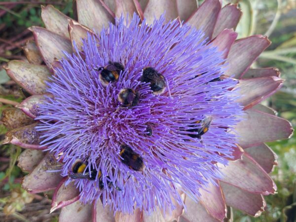 7570 Bumblebees Rome Italy Francesca Martelli