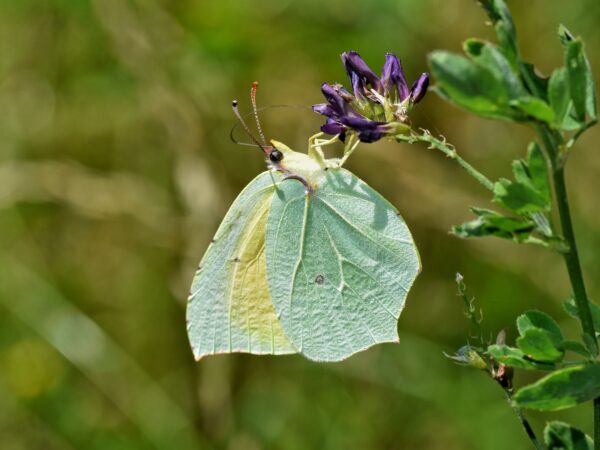 7760 Gonepteryx sp. Girona – Spain SergioAlbacete