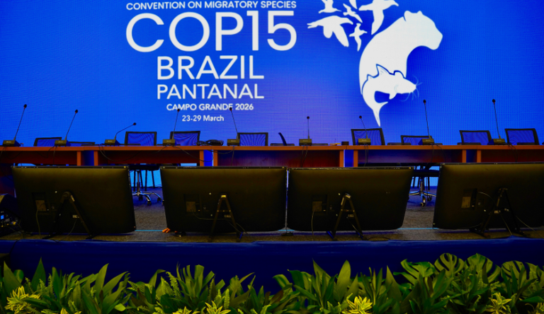 Rogerio Cassimiro MMA