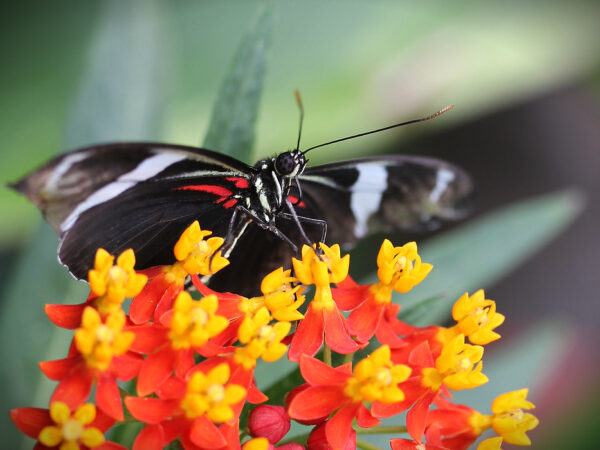 31566085284 1420b7f3d6 b